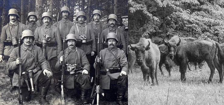 Что Беловежские зубры в 1915 году сделали с немецкими солдатами | Русская семерка
