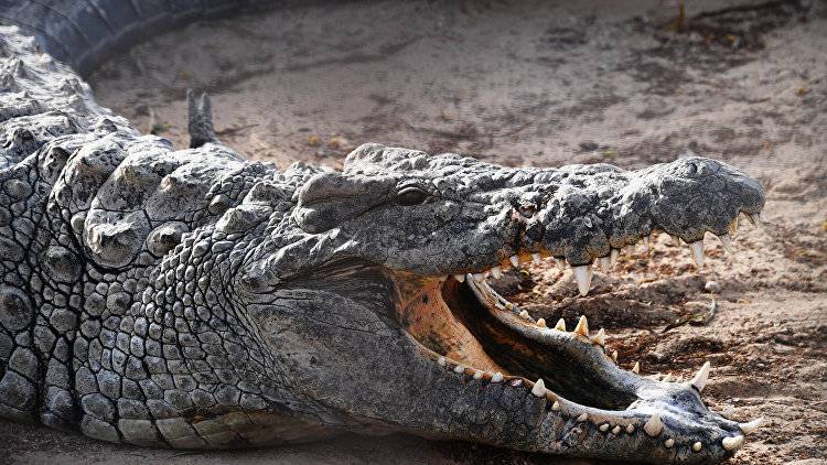 "Черный" рынок крокодилов: как в Крыму продают и покупают редких животных