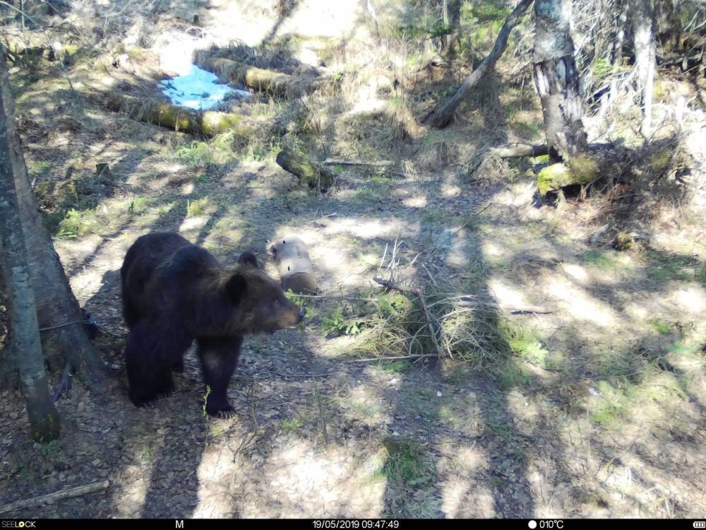 В Бурятии в фотоловушку угодили сразу несколько медведей