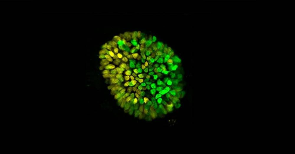 Ученые создали искусственный эмбрион человека из&nbsp;стволовых клеток
