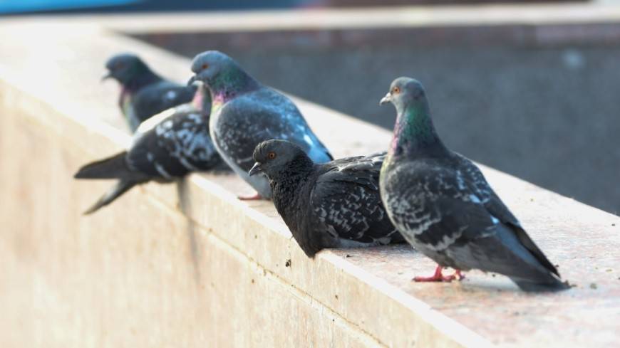 Мэр Магадана пригрозил горожанам штрафом за кормежку голубей