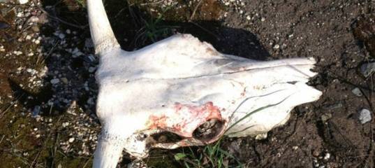 В Тобольске разрыли скотомогильник с сибирской язвой. Администрацию оштрафовали