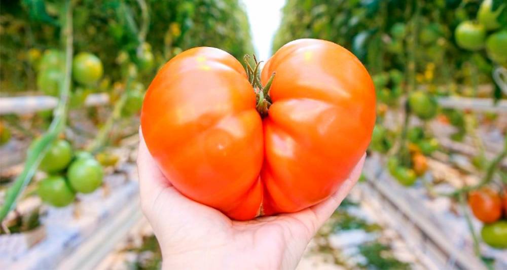 Участники "Дня помидорки" смогут порисовать томатной пастой