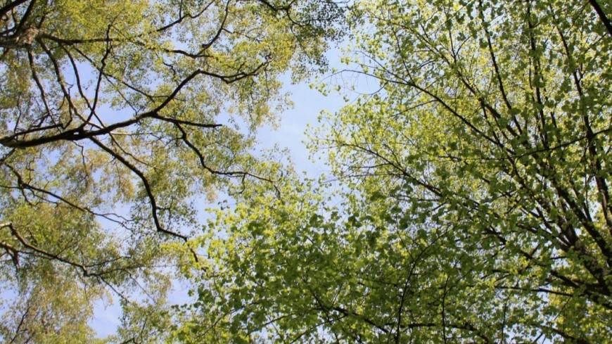 Триллион деревьев: найден самый эффективный способ спасти планету
