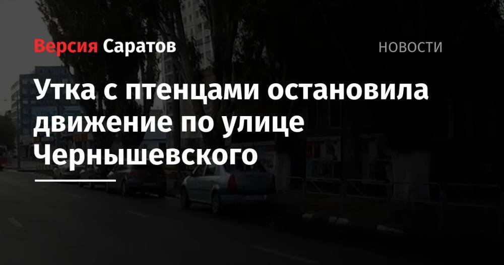 Утка с птенцами остановила движение по улице Чернышевского
