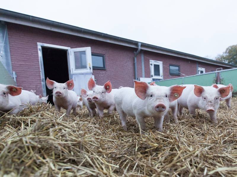 Импорт свинины в Россию вырос на 86% за год