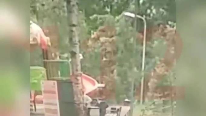 Опубликовано видео момента падения дерева в Москве, которое убило 3-летнего ребенка