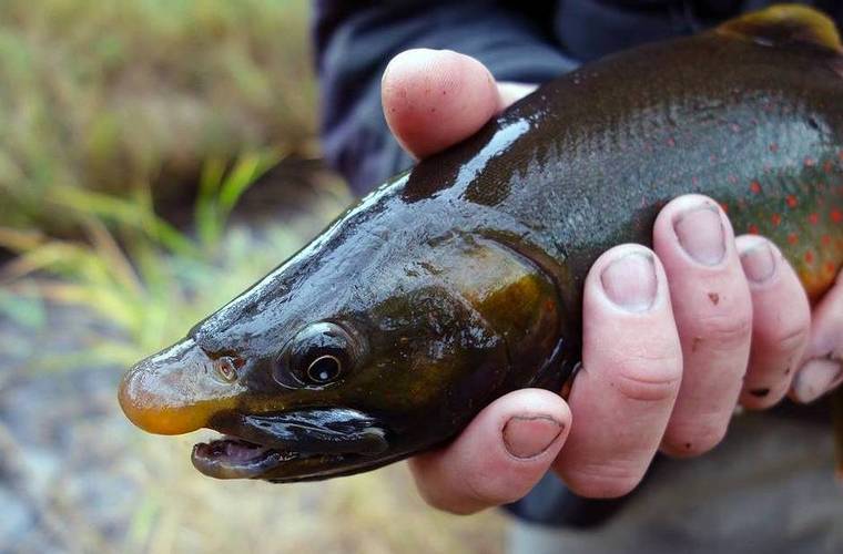 На Камчатке нашли новые виды носатых лососей