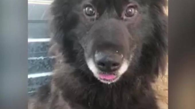 В Новом Уренгое спасли собаку, которая провела 8 лет в бетонном колодце
