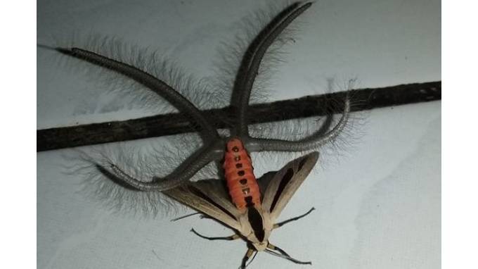 Жуткое волосатое насекомое с щупальцами снял на видео у себя дома житель Индонезии - piter.tv - Австралия - Индия
