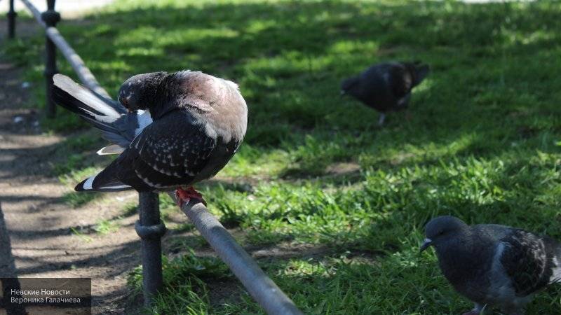Магаданский мэр призвал горожан не кормить голубей, которые портят клумбы