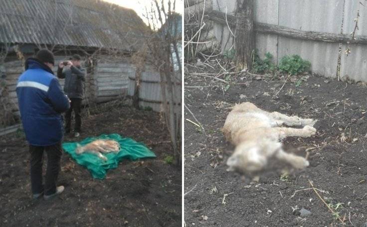 В селе в Башкирии, где рысь напала на мужчину, снят карантин