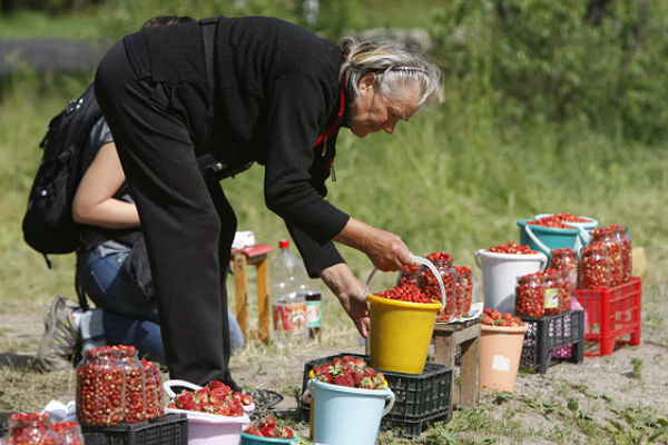 В Госдуме предложили создавать пункты приема ягод у россиян