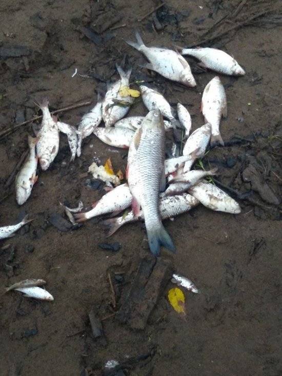 В Ижевске зафиксировали массовую гибель рыбы