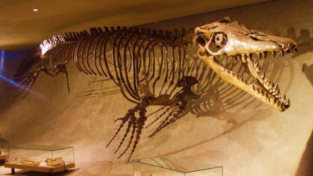 Шахтеры раскопали останки древнего существа: находка потрясла научный мир