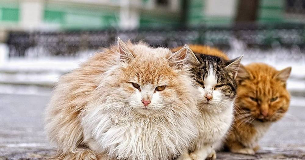 В каком городе впервые посчитали всех бездомных котов | Вести.UZ