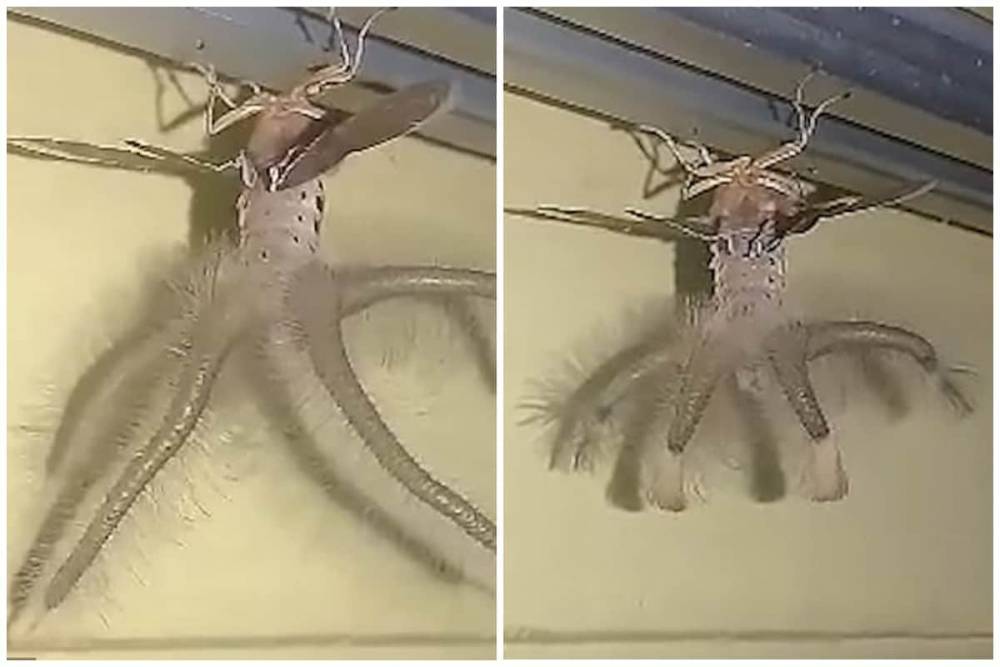 Странное существо с крыльями и щупальцами попало на видео