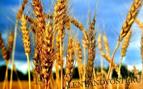 Татарстан ищет пути для своего зерна на рынок Турции