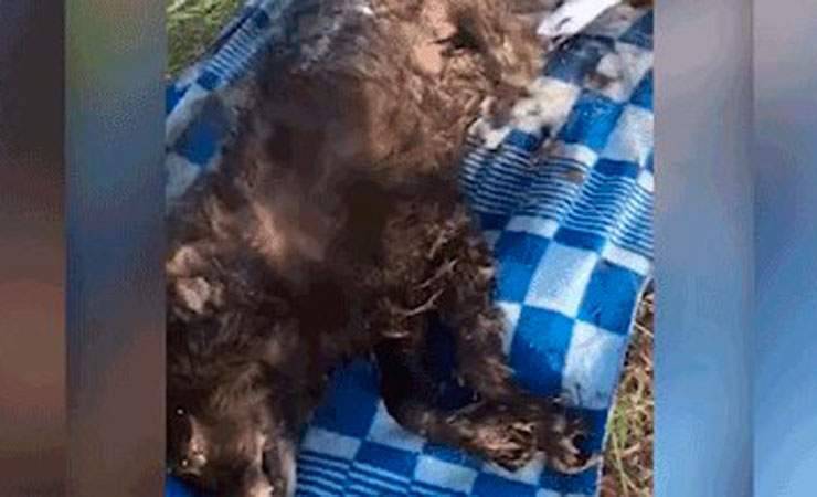 В России спасли пса, который просидел в бетонном плену восемь лет. Его назвали Монте-Кристо