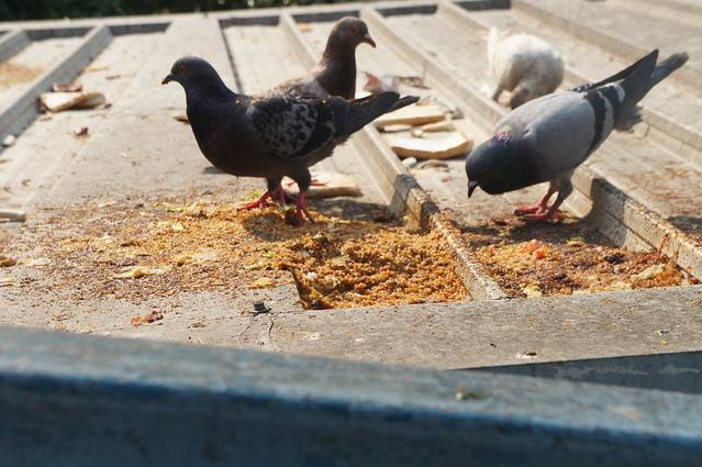 Мэр Магадана запретил местным жителям кормить голубей