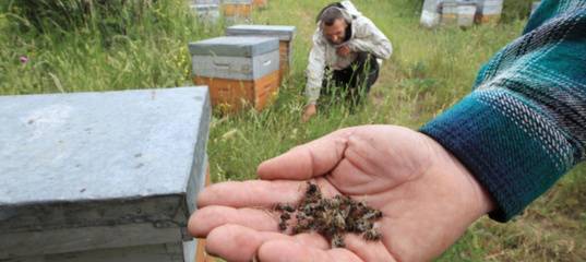 В Тюменской области у пасечников массово гибнут пчелиные хозяйства