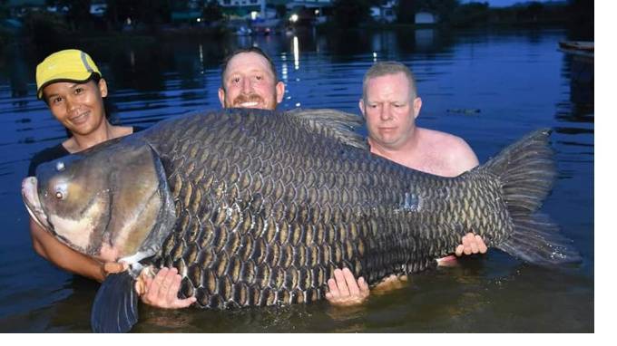 Мужчина поймал в Паттайе гигантскую рыбу весом 105 килограммов