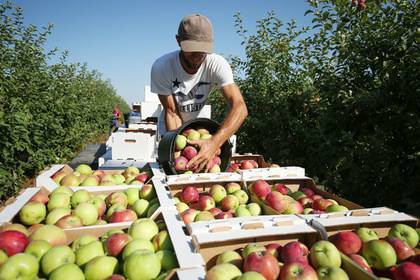 Российские садоводы предложили временно запрещать импорт фруктов
