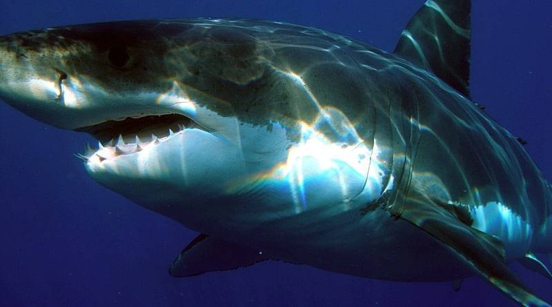 Нью-Джерси «посетила» 3-метровая белая акула весом более 360 килограммов