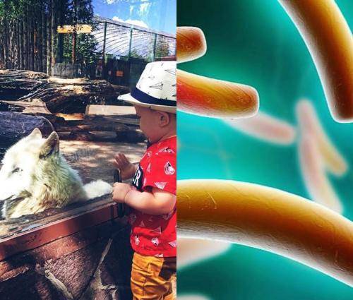 Кишечная палочка атакует детей: Назван способ защититься при посещении зоопарков