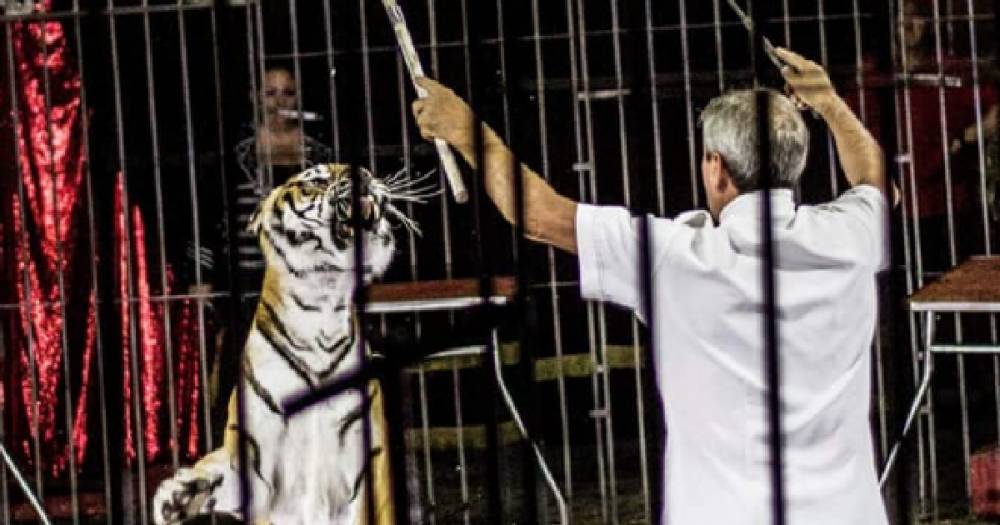 Известный итальянский дрессировщик погиб при нападении цирковых тигров.