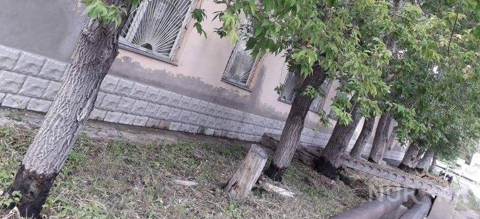 Неизвестные поливают деревья бензином в Караганде (фото)