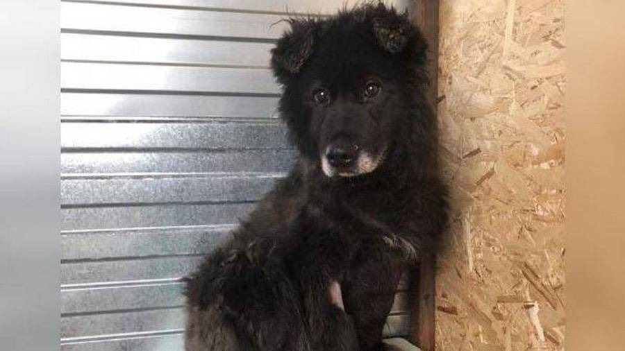 В Новом Уренгое спасли сидевшую в канализационной яме 8 лет собаку