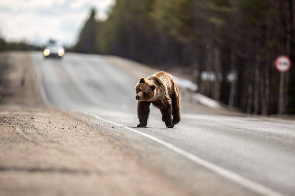 На трассах Удмуртии сбили двух медведей и 44 лося