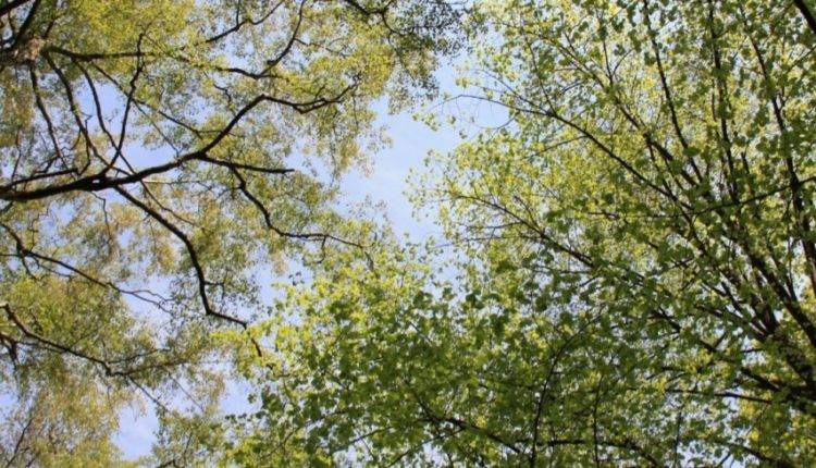 Триллион деревьев: найден самый эффективный способ спасти планету