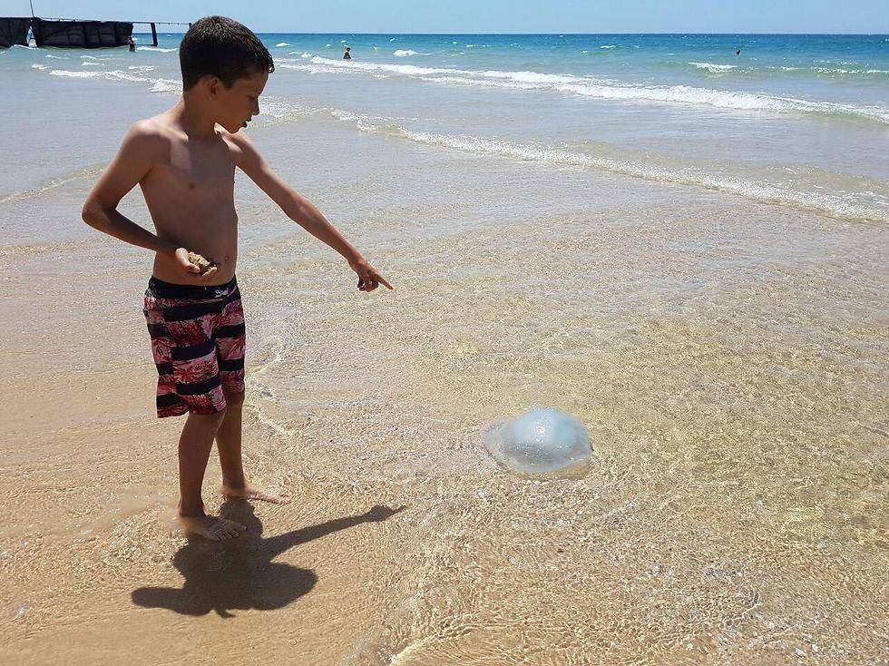 Сделано в Израиле: новое приложение позволит узнать, у какого пляжа есть медузы