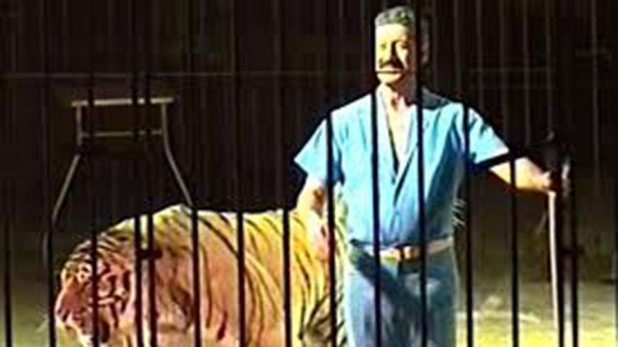 Тигры загрызли известного итальянского дрессировщика во время репетиции