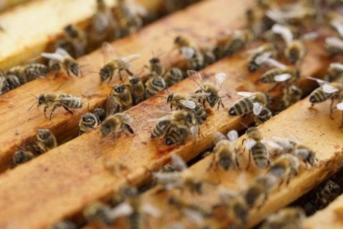 В Башкирии выявили массовую гибель пчел