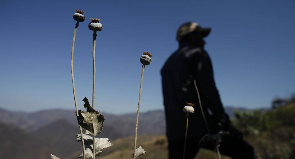 Как Мексика стала вторым по величине производителем опиума в мире