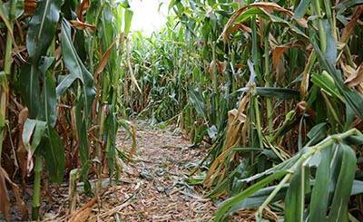 Открывается самый большой кукурузный лабиринт Гессена: 40.000 квадратных метров кукурузы | RusVerlag.de
