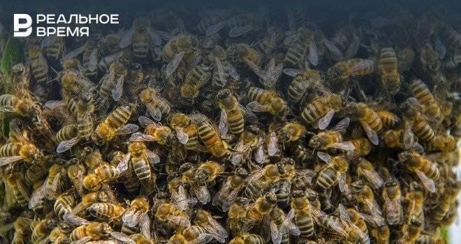 В еще одном регионе ПФО зафиксировали массовую гибель пчел
