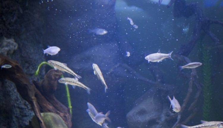 В ТЦ «Авиапарк» треснул гигантский аквариум