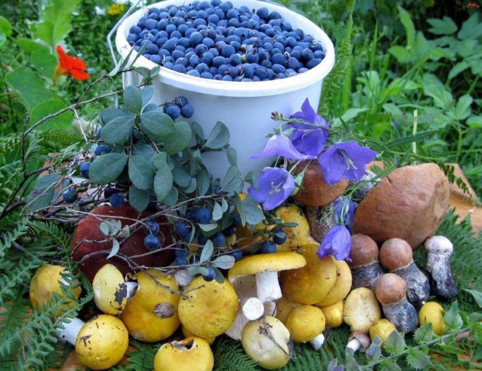 Минсельхоз может получить право регулировать сбор диких ягод и грибов