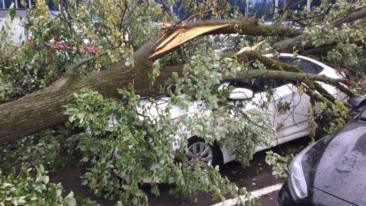 Ветер навел шорох на Брянск: повалил дерево на машину, оборвал провода