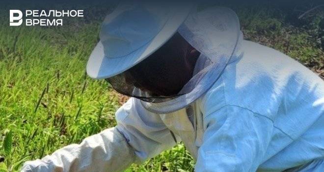 В минсельхозе Татарстана планируют созвать совещание по факту массовой гибели пчел
