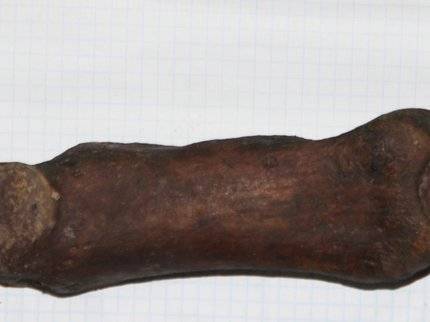В Башкирии нашли кости шерстистого носорога