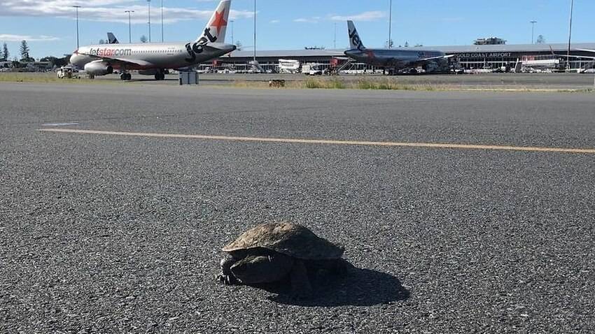 В Австралии задержали рейс из-за черепахи
