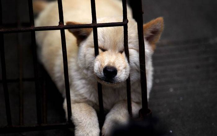Кто и как спасает собак от мучительной смерти на празднике в Китае