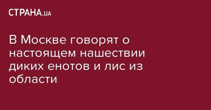 В Москве говорят о настоящем нашествии диких енотов и лис из области