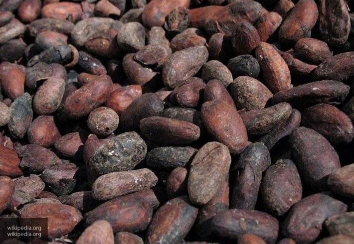 Специалисты открыли ранее неизвестный полезный эффект какао-бобов