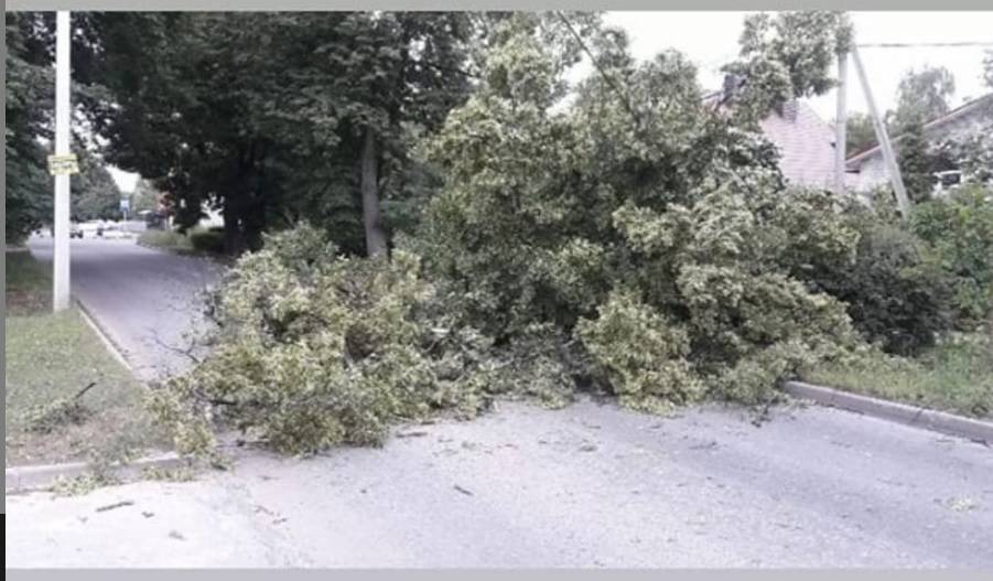 Упавшее дерево в Рязани перекрыло проезд | РИА «7 новостей»